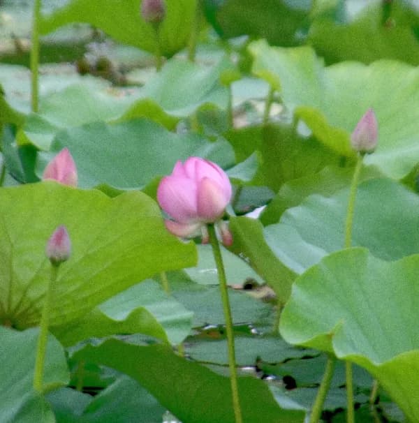 my mother's hometown